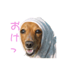 らいなのスタンプ、第二弾（個別スタンプ：4）