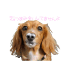 らいなのスタンプ、第二弾（個別スタンプ：21）