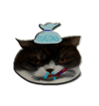 Pukpik cat（個別スタンプ：2）