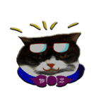 Pukpik cat（個別スタンプ：11）