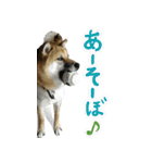 柴犬ベッちゃん（個別スタンプ：11）