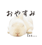 白うさぎのやとっしー 日常編（個別スタンプ：2）