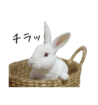 白うさぎのやとっしー 日常編（個別スタンプ：3）
