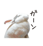 白うさぎのやとっしー 日常編（個別スタンプ：5）