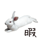 白うさぎのやとっしー 日常編（個別スタンプ：7）