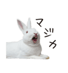 白うさぎのやとっしー 日常編（個別スタンプ：8）