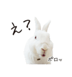 白うさぎのやとっしー 日常編（個別スタンプ：10）
