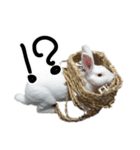 白うさぎのやとっしー 日常編（個別スタンプ：11）