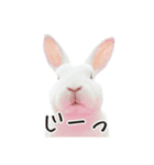 白うさぎのやとっしー 日常編（個別スタンプ：12）