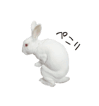 白うさぎのやとっしー 日常編（個別スタンプ：13）