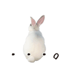 白うさぎのやとっしー 日常編（個別スタンプ：16）