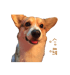 Corgi - Whisky（個別スタンプ：1）