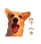 Corgi - Whisky（個別スタンプ：2）