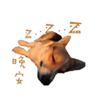 Corgi - Whisky（個別スタンプ：3）