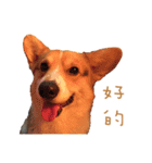Corgi - Whisky（個別スタンプ：4）