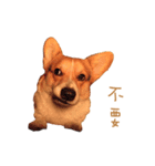 Corgi - Whisky（個別スタンプ：5）