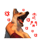 Corgi - Whisky（個別スタンプ：6）