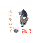Corgi - Whisky（個別スタンプ：7）