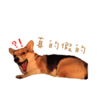Corgi - Whisky（個別スタンプ：8）