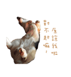Corgi - Whisky（個別スタンプ：9）