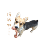 Corgi - Whisky（個別スタンプ：10）