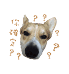 Corgi - Whisky（個別スタンプ：11）