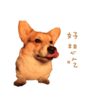 Corgi - Whisky（個別スタンプ：12）