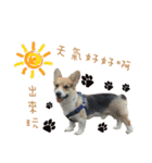 Corgi - Whisky（個別スタンプ：13）