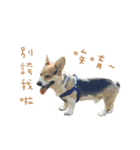 Corgi - Whisky（個別スタンプ：14）