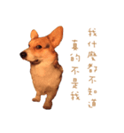 Corgi - Whisky（個別スタンプ：15）