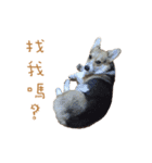Corgi - Whisky（個別スタンプ：16）