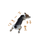 Corgi - Whisky（個別スタンプ：17）