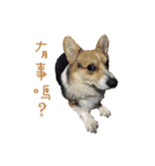 Corgi - Whisky（個別スタンプ：18）