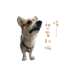 Corgi - Whisky（個別スタンプ：19）