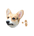 Corgi - Whisky（個別スタンプ：20）
