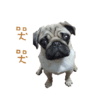Corgi - Whisky（個別スタンプ：21）