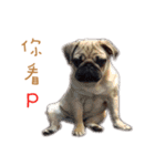 Corgi - Whisky（個別スタンプ：22）