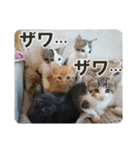 にゃんさと保護猫写真スタンプ2（個別スタンプ：12）