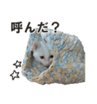 にゃんさと保護猫写真スタンプ2（個別スタンプ：26）