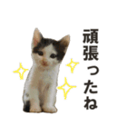 にゃんさと保護猫写真スタンプ2（個別スタンプ：29）