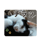 にゃんさと保護猫写真スタンプ2（個別スタンプ：31）