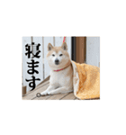 柴犬 ハワポンの動物わんこスタンプ（個別スタンプ：4）