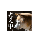 柴犬 ハワポンの動物わんこスタンプ（個別スタンプ：8）