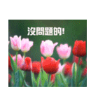 Tulip flower language（個別スタンプ：3）