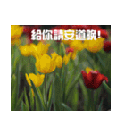 Tulip flower language（個別スタンプ：7）