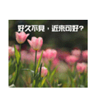 Tulip flower language（個別スタンプ：8）
