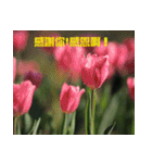 Tulip flower language（個別スタンプ：12）