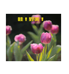Tulip flower language（個別スタンプ：13）