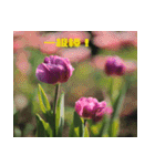 Tulip flower language（個別スタンプ：14）