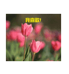 Tulip flower language（個別スタンプ：17）